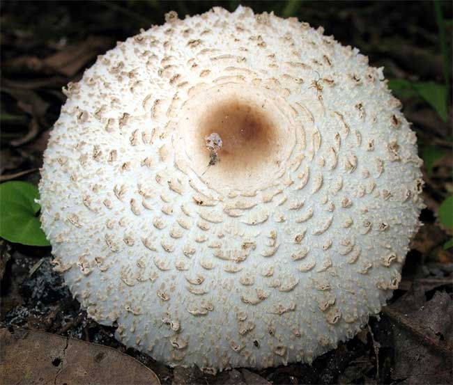 Green-spored Parasol