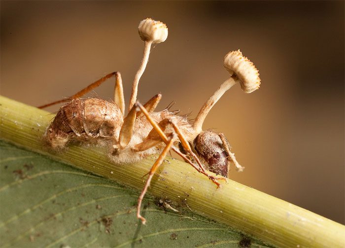 Zombie fungi infecting and germinating inside the host