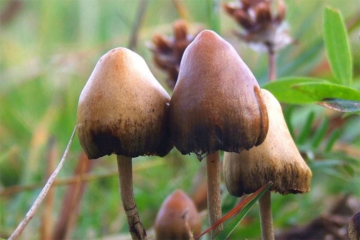 Magic mushrooms contain the psychedelic compounds MDMA and psilocybin.