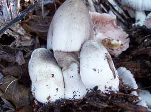 Straw Mushroom