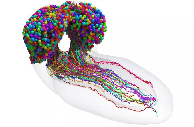 The map shows the complete collection of neurons and synapses in the insect brain