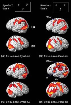 MRI scans showing brain regions lighting up when native Chinese (top two rows) and native English (bottom two rows) speakers perform tasks related to symbols (left column) and numbers (right column).