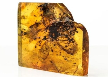new discovery about a flower decreased in quality in a 40 million year old amber 125295