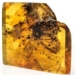 new discovery about a flower decreased in quality in a 40 million year old amber 125295