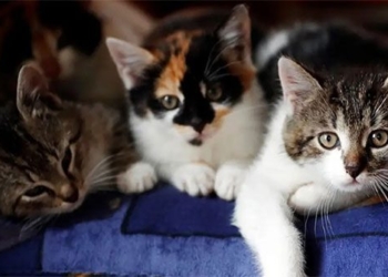 new discovery about the estrangement of cats 125535