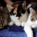 new discovery about the estrangement of cats 125535