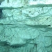 new species from the missing world of alien multispecies 126463