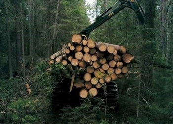 new technology helps cultivate plant cells for 3d printing various woods 124915