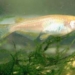 new weapons against water pollution 7232