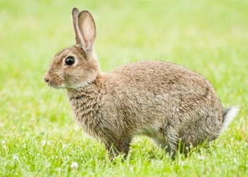 new zealand wants to use virus to hunt wildlife 126804