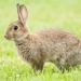new zealand wants to use virus to hunt wildlife 126804