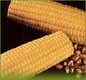 Corn