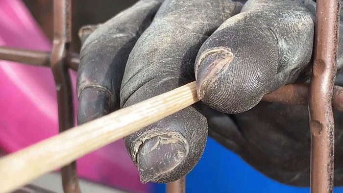 Climbing rodents also have prominent ridges on their paw pads.
