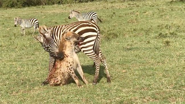 Zebras are herbivores, but they are not easy prey.