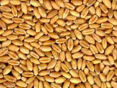Grains