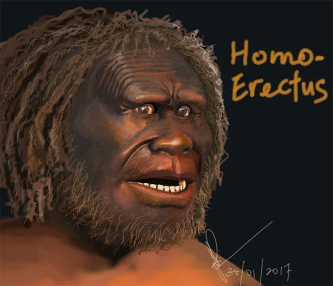 Homo erectus must have discovered how to create tools for crossing the sea long ago.