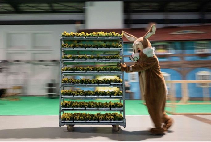 A person dressed as the Easter Bunny pushing a spring flower cart