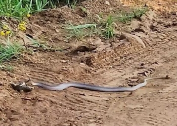 nguy trang that bai tac ke hoa bi ran boomslang tiem noc doc 125486