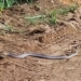 nguy trang that bai tac ke hoa bi ran boomslang tiem noc doc 125486