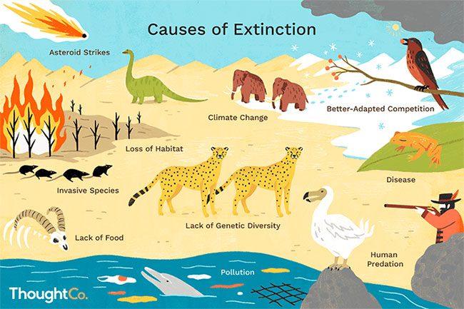 Illustration of the causes of animal extinction.