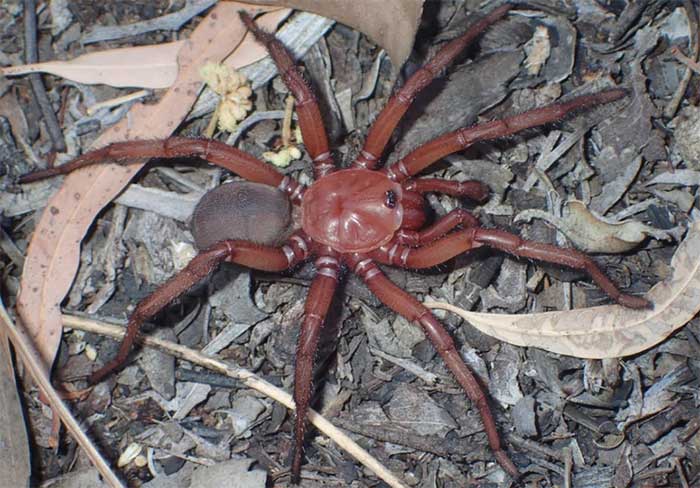 Euoplos dignitas in Queensland, Australia.