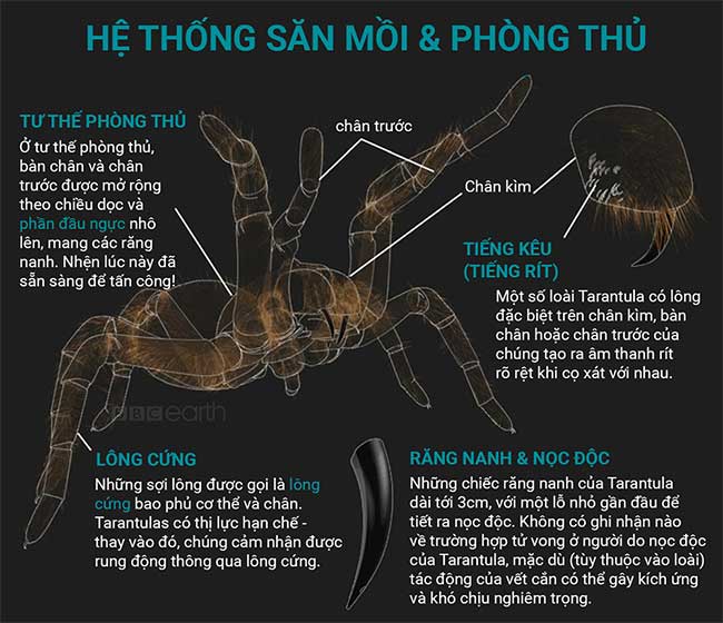 nhen tarantula 1