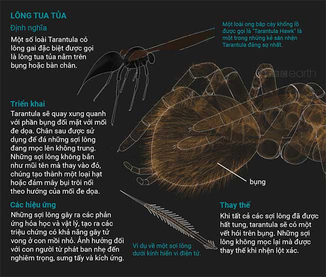 nhen tarantula 2