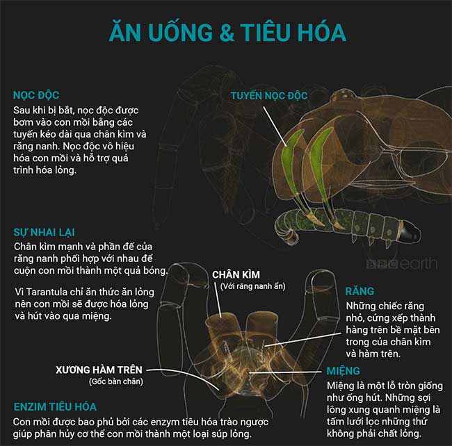 nhen tarantula 3