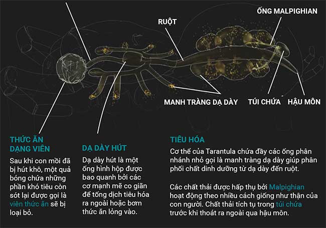 nhen tarantula 4