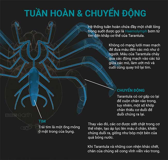 nhen tarantula 5