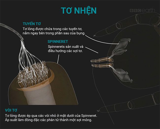 nhen tarantula 7
