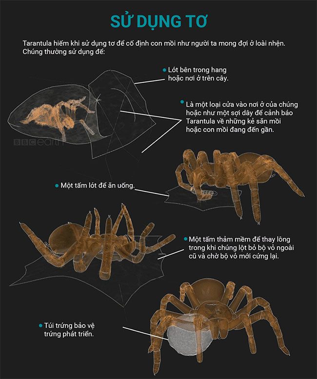Interesting facts about tarantulas