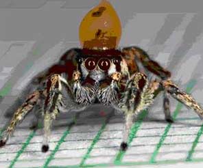 Jumping spider Habronattus dossenus