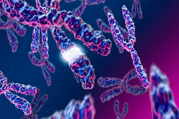 Image depicting XY chromosomes in male cells.