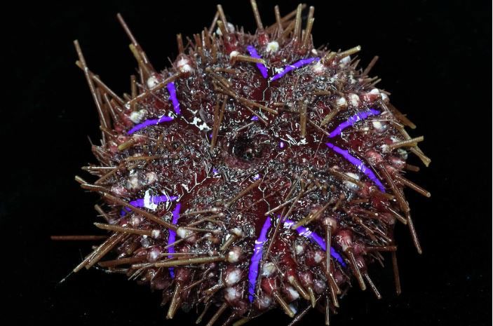 A colorful bioluminescent sea urchin captured by DeepBRUV.