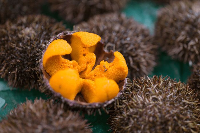In Vietnam, there are approximately 60 species of sea urchins