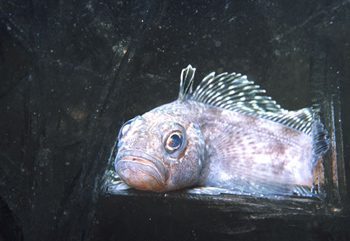 notothenioid