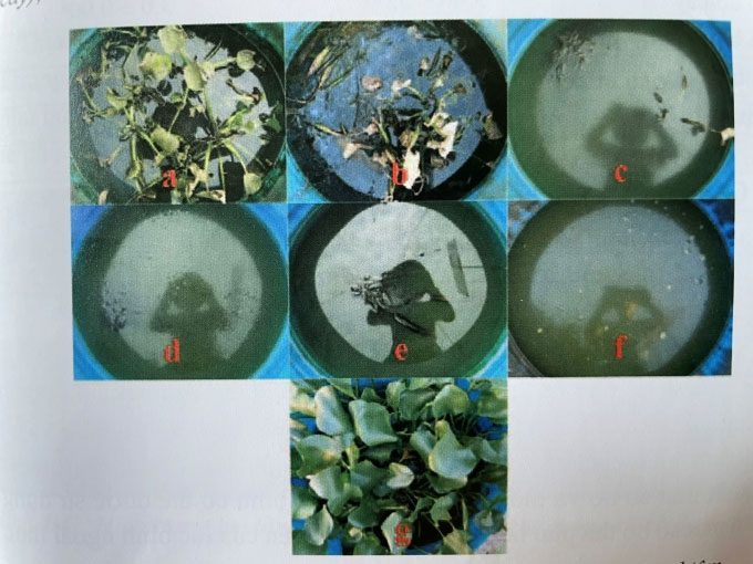Breeding weevils to control water hyacinth