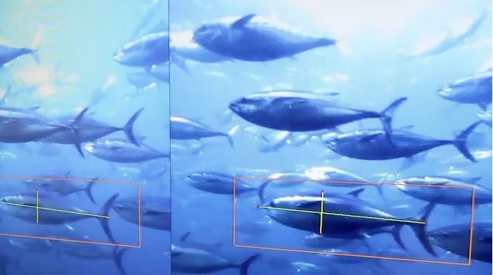 Using video cameras and AI to measure fish size