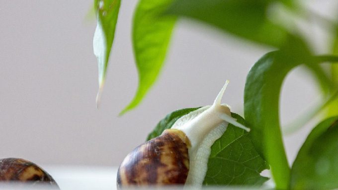White jade snails at a breeding facility in Jiangsu Province, eastern China.