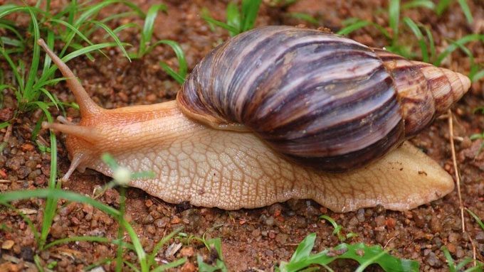 Snails