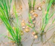 Golden Apple Snails dying in Lang Son after herbal treatment