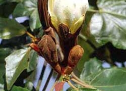 ochroma lagopus lightest tree 6509