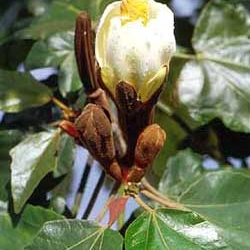 ochroma lagopus lightest tree 6509