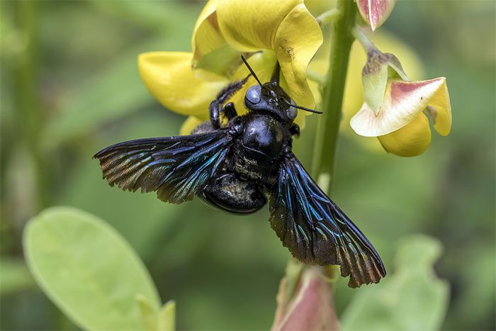 Asian Carpenter Bee