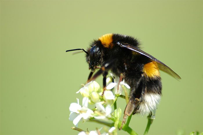Buff Tailed Bumblebee