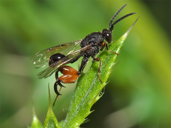 Giant Wasp