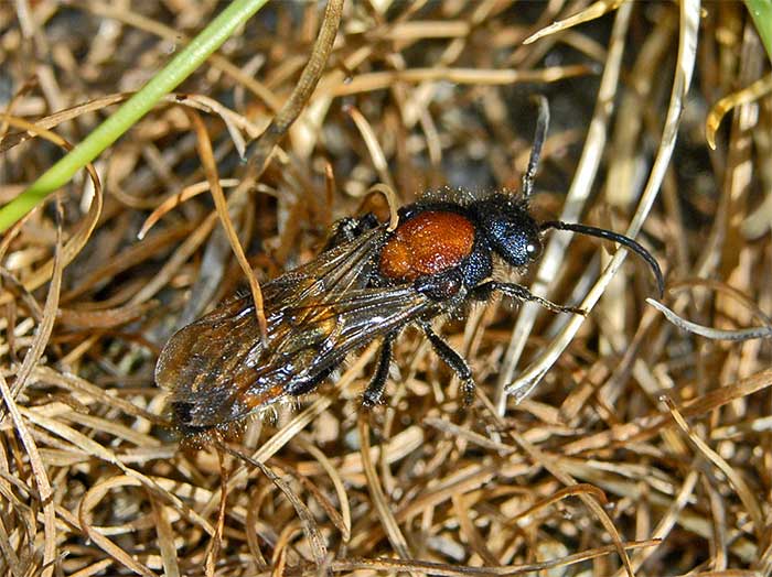 Velvet Ant