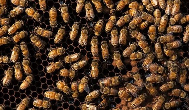 Honeybees