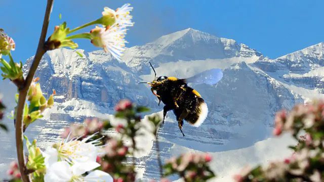 Bumblebees can move their wings to maintain flight in thin air.